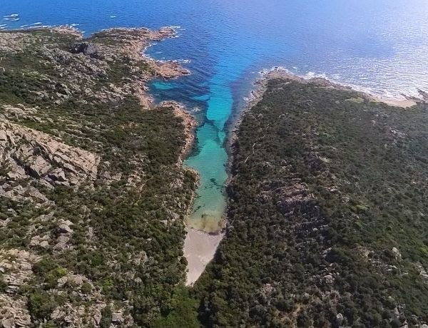 Cala longa